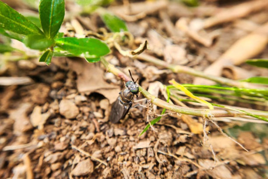 Black Soldier Fly Protein: a Path to Innovation in Pet Food