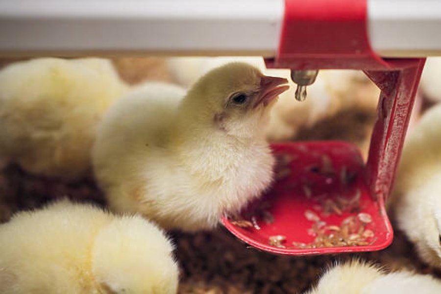 What are the Health Benefits of Insect Protein in Aquaculture?