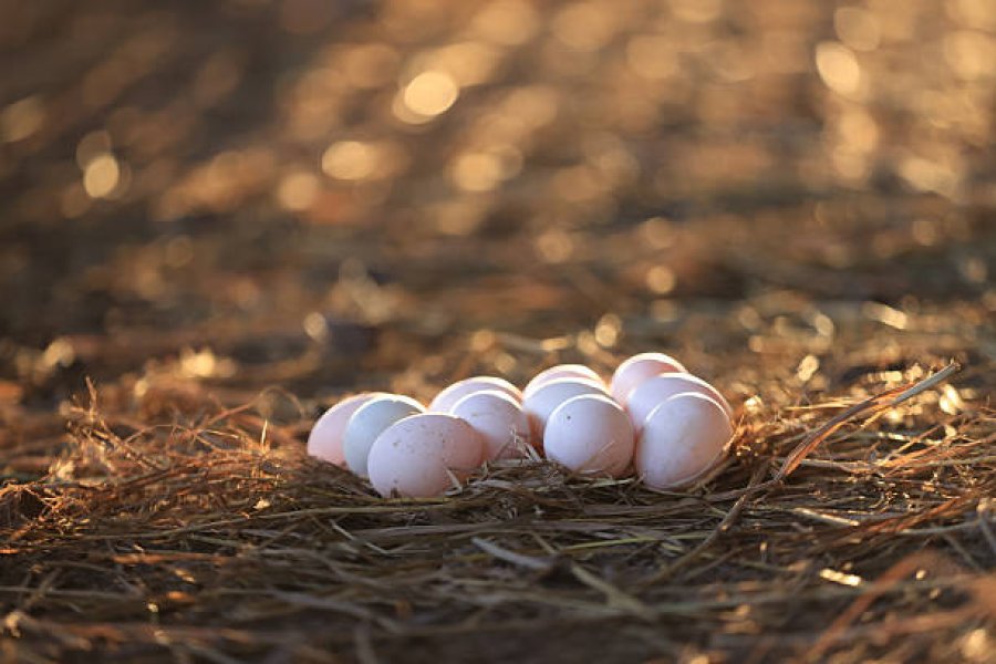 Black Soldier Fly Larvae Defatting Powder Addition Ratio in Laying Hen Feed