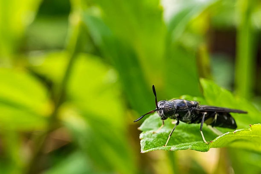 Latest Developments in Insect Protein in the North American Market