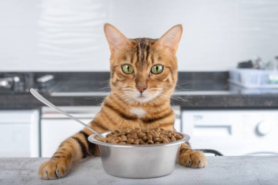 Core Advantages of Using Distillers' Grains Black Soldier Fly Defatted Insect Powder in Pet Food