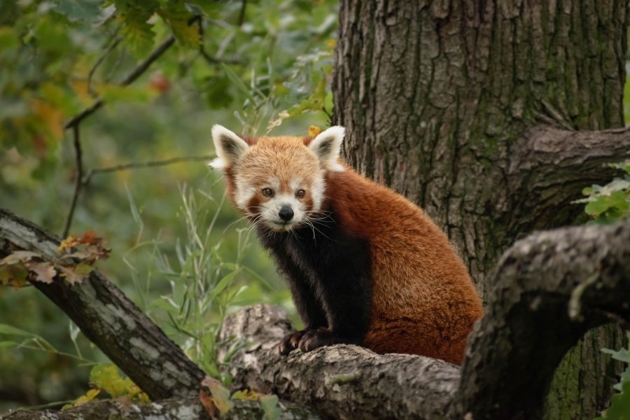 Key Advantages of Feeding Fur Animals with Defatted Black Soldier Fly Larvae Meal