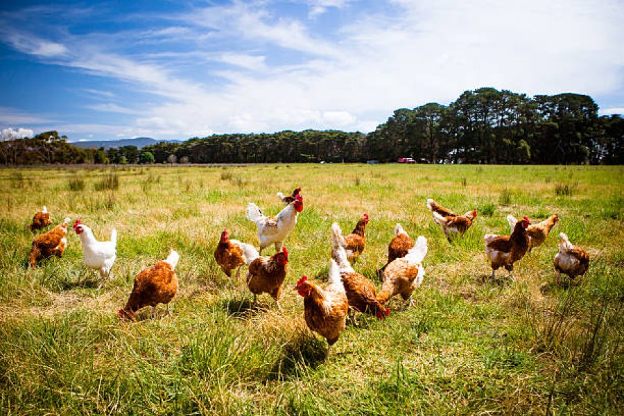 BSF Larvae vs Dried Mealworms for Chickens: Full Comparison