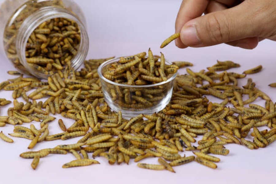 Where to Buy Black Soldier Fly Larvae: A B2B Sourcing Guide
