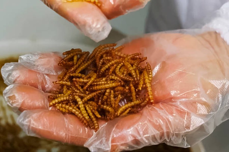 Top 10 Global Mealworm Production Bases: 2026 Guide