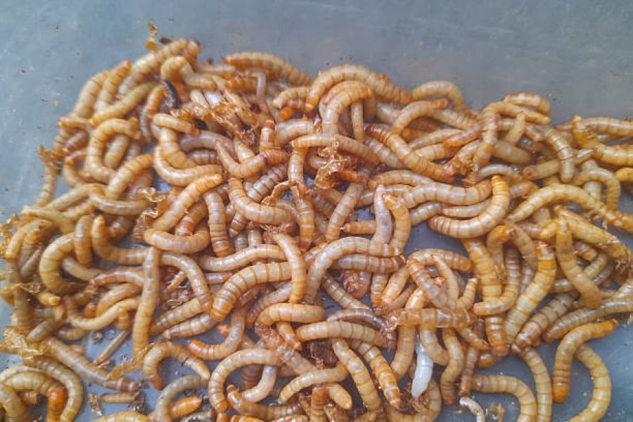 Where to Buy Dried Mealworms？