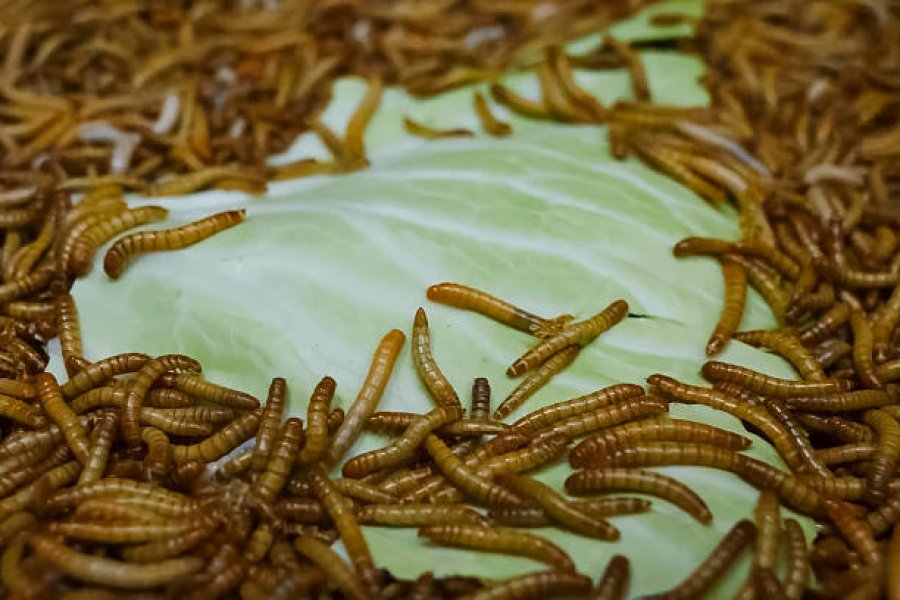 What Do Mealworms Eat? Diet and Feed Substrates Explained