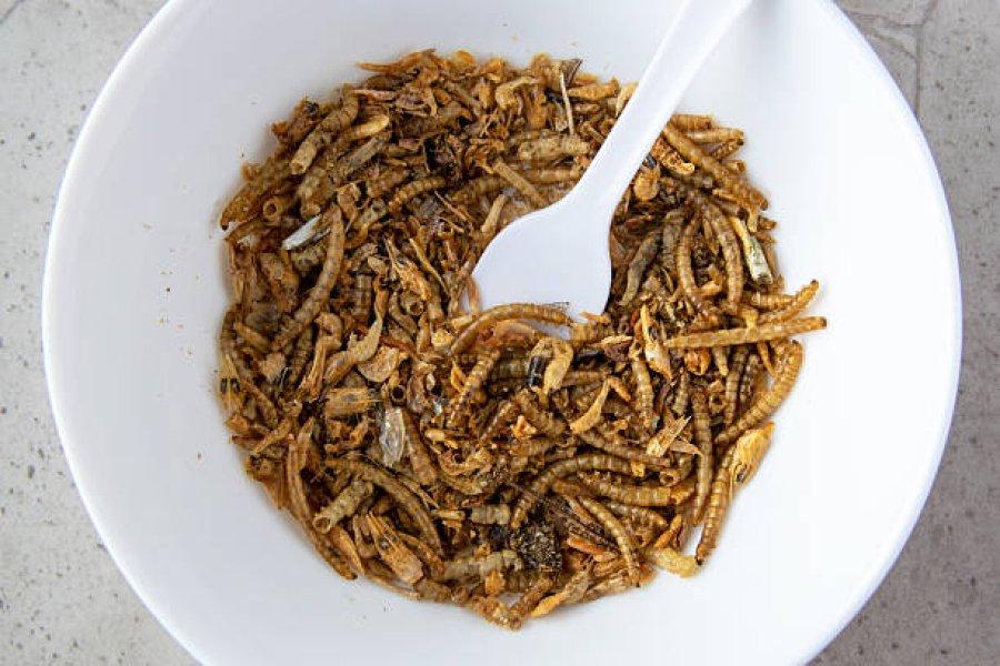 What Protein Powders Are Made From Bugs? Types and Uses