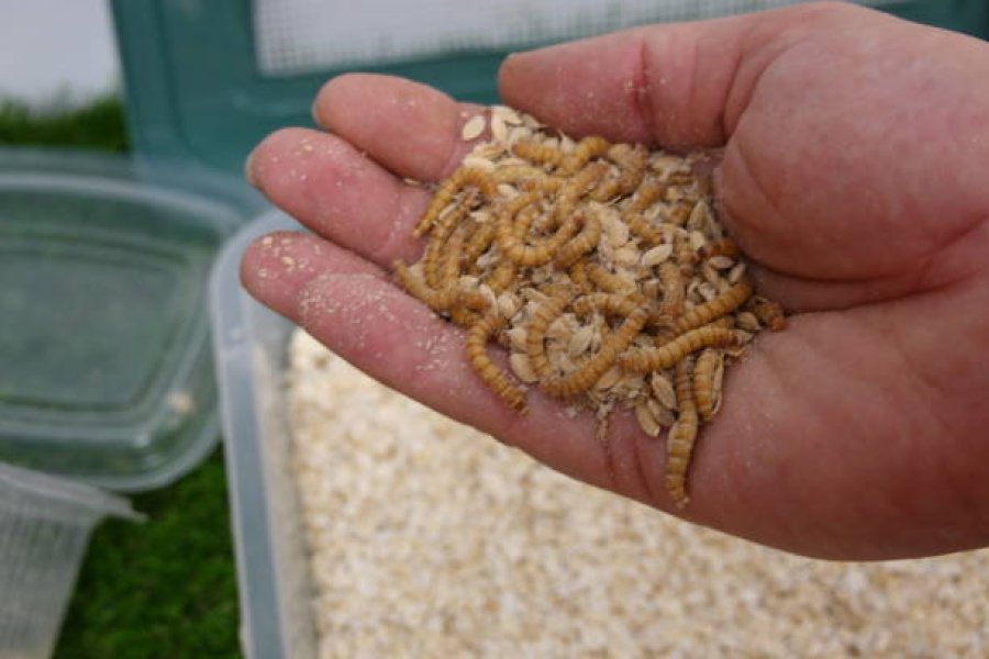 How to Breed Mealworms: Step-by-Step Colony Setup Guide
