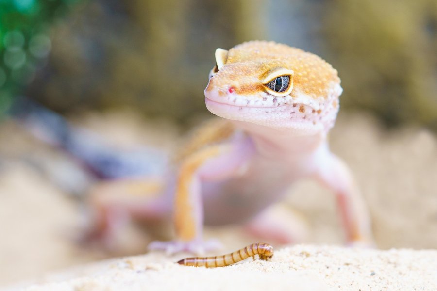 How Many Mealworms to Feed a Leopard Gecko: Vet-Based Guide