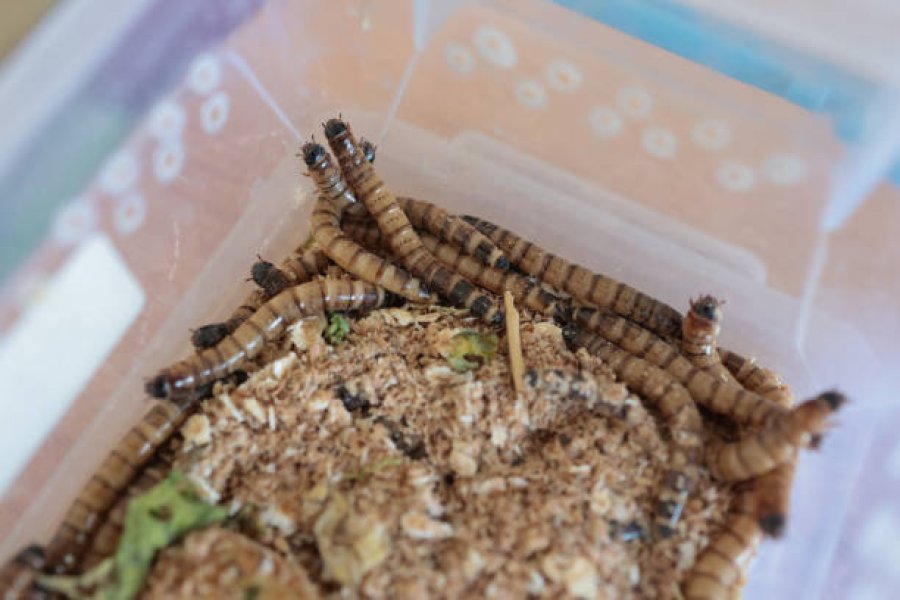 What Do Mealworms Turn Into? Life Cycle, Stage by Stage