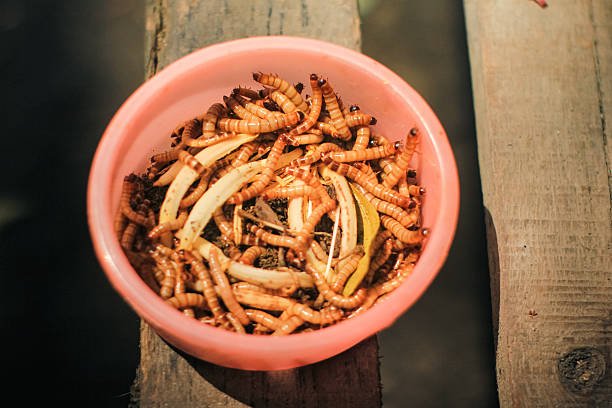 Mealworm Farming