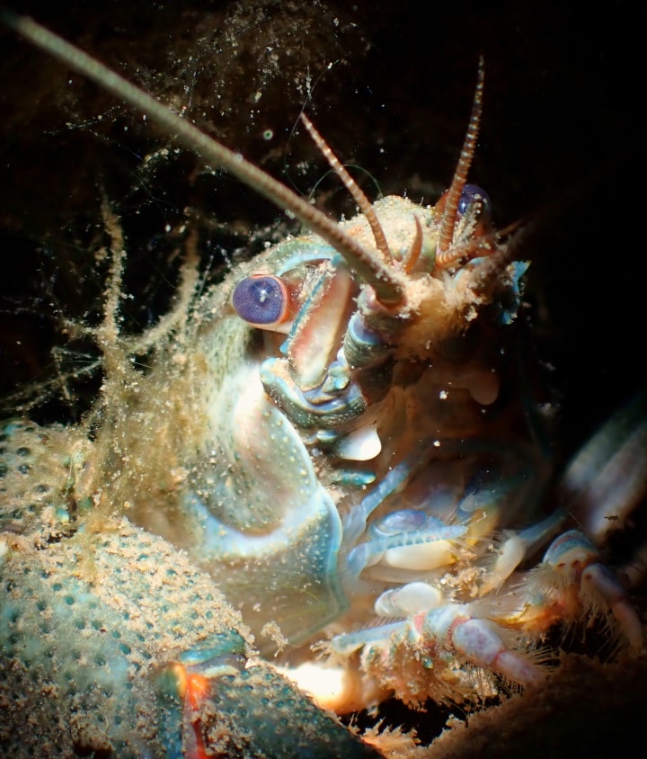 Fish, shrimp and other aquatic products