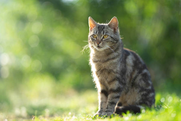Cats (Pastry Attraction Experiment)