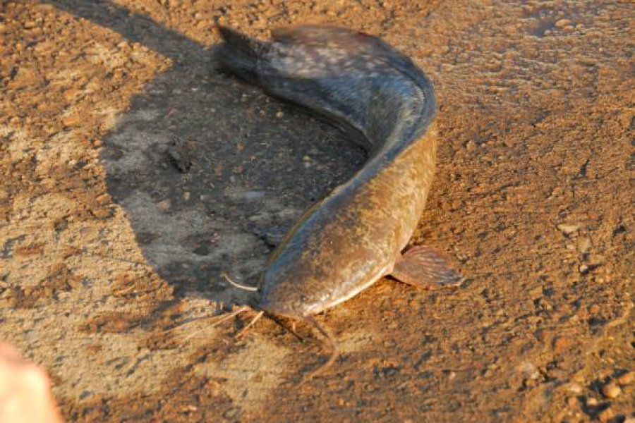 Mehl aus der Larven der Schwarzen Soldatenfliege ersetzt Fischmehl | Beitrag zur nachhaltigen Zucht afrikanischer Welse