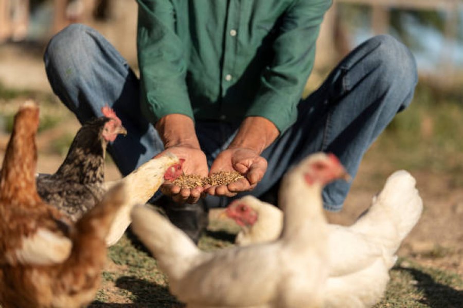 Wie kann die Infektionsrate mit der Vogelgrippe in der Hühnerhaltung gesenkt werden?