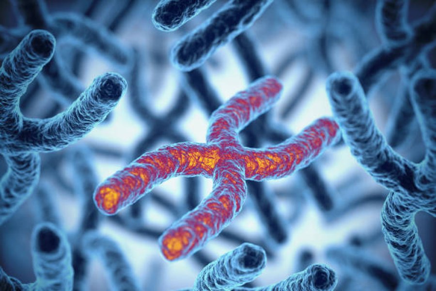 Indische Wissenschaftler haben herausgefunden, dass Mehlwurmprotein die Alterung wirksam verzögern und die Gesundheit verbessern kann.