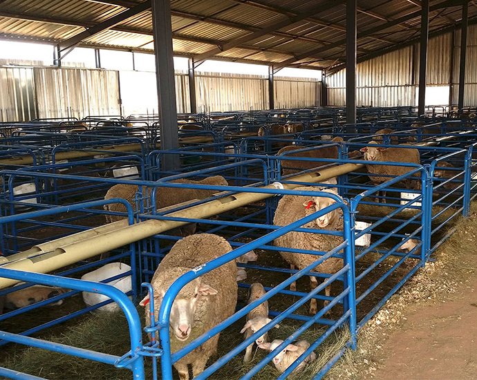 #_0001_羊舍副图2