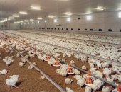 #_0002_鸡舍副图90