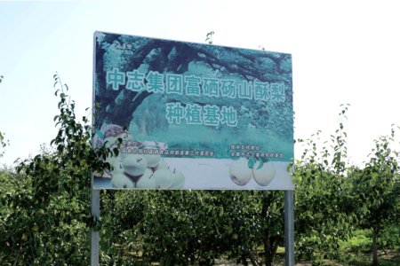 Dangshan Selenium-rich Pear Planting Base