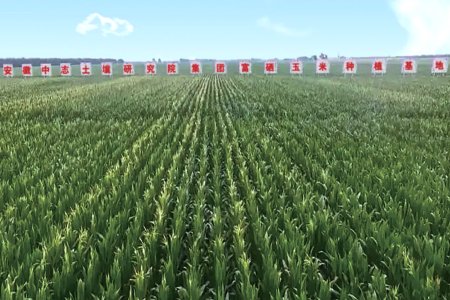 Huaiyuan Selenium-rich Corn Planting Base