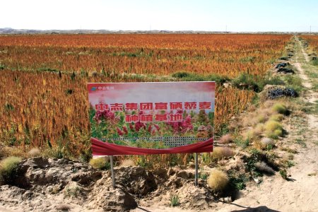 Qinghai Selenium-rich Quinoa Planting Base