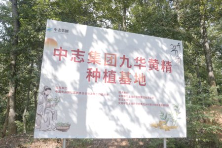 Jiuhua Polygonatum Planting Base