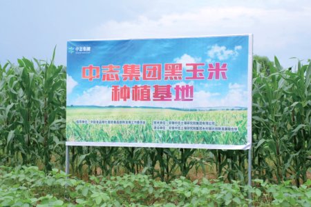 Suzhou Black Corn Planting Base