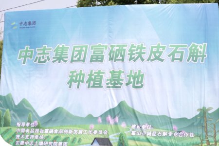 Huoshan Selenium-rich Dendrobium officinale Planting Base