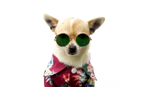 Pet Apparel & Accessories