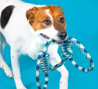 Pet Collars & Leashes