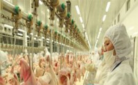 Sacrificio de aves de corral: La sangre rige la calidad de la canal