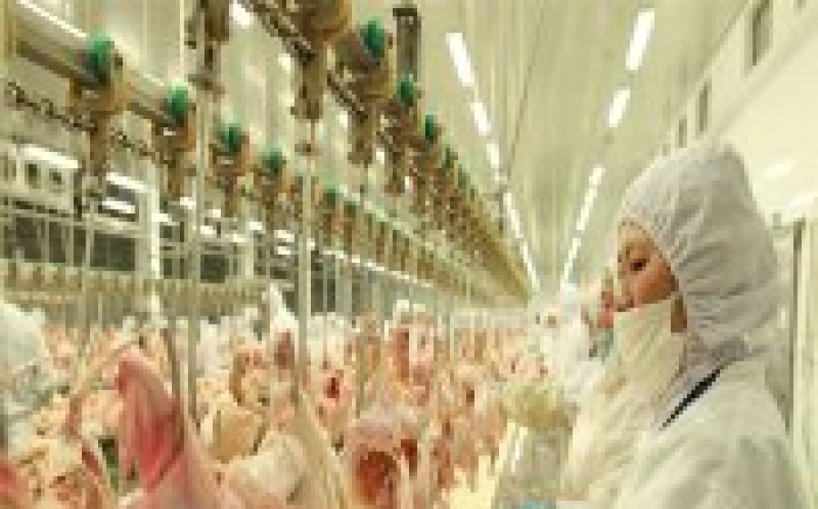 Sacrificio de aves de corral: La sangre rige la calidad de la canal