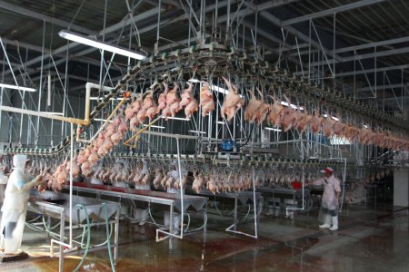 Línea de procesamiento de sacrificio de pollos RANICHE 10000BPH