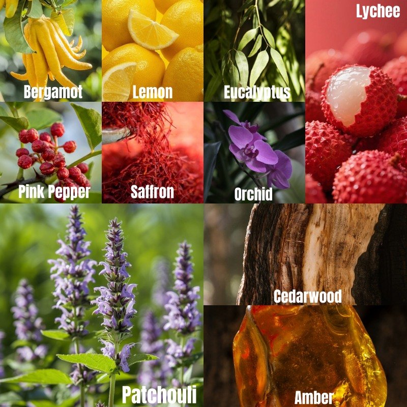 13.蕙兰与荔枝Cymbidium-英