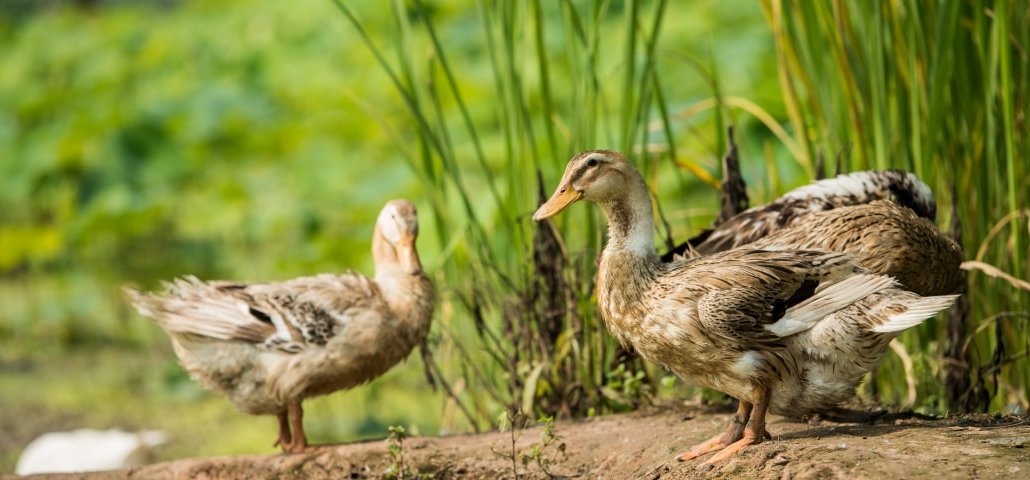 Strict quality control: