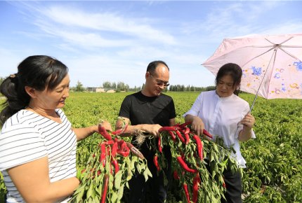 2018 New crop Chinese Paprika pod is coming soon.
