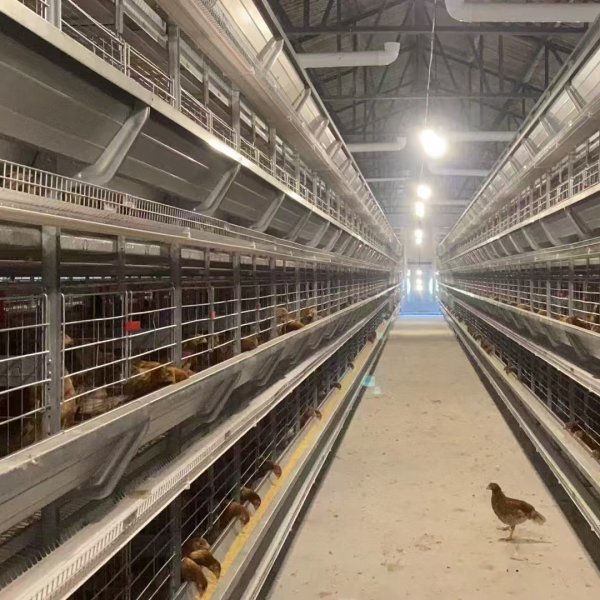 H-Type Fully automatic layer Cage