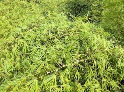 China Bagasse Pulp Making Machinery Manufacturing