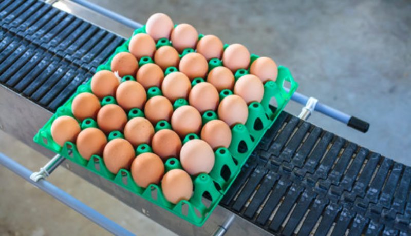 The application of egg tray cleaning machines in the egg transportation industry