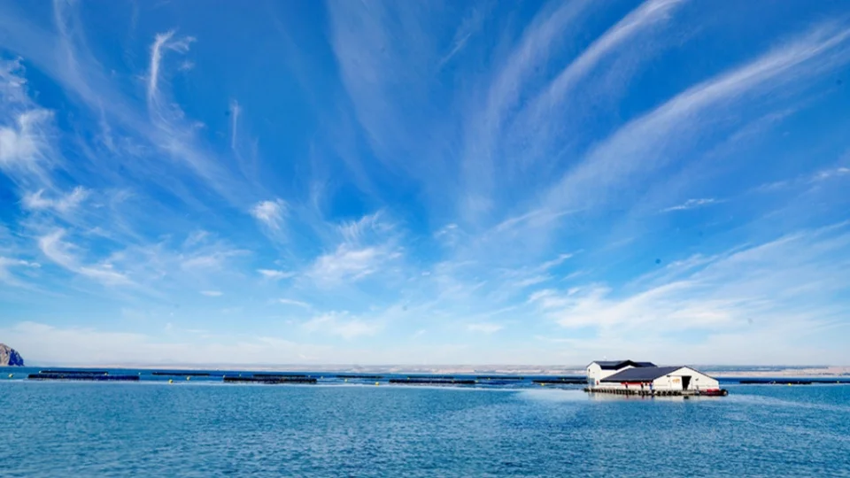 Do You Know About Salmon In Longyangxia?