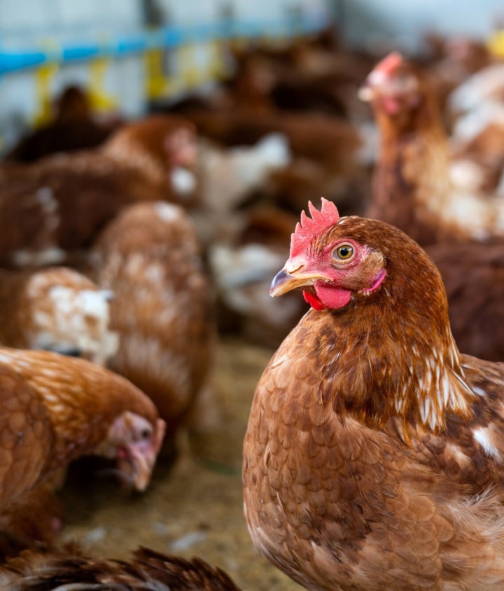 Poulet et autres volailles