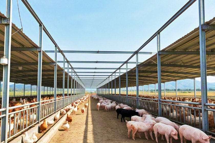 Steel structure poultry farm