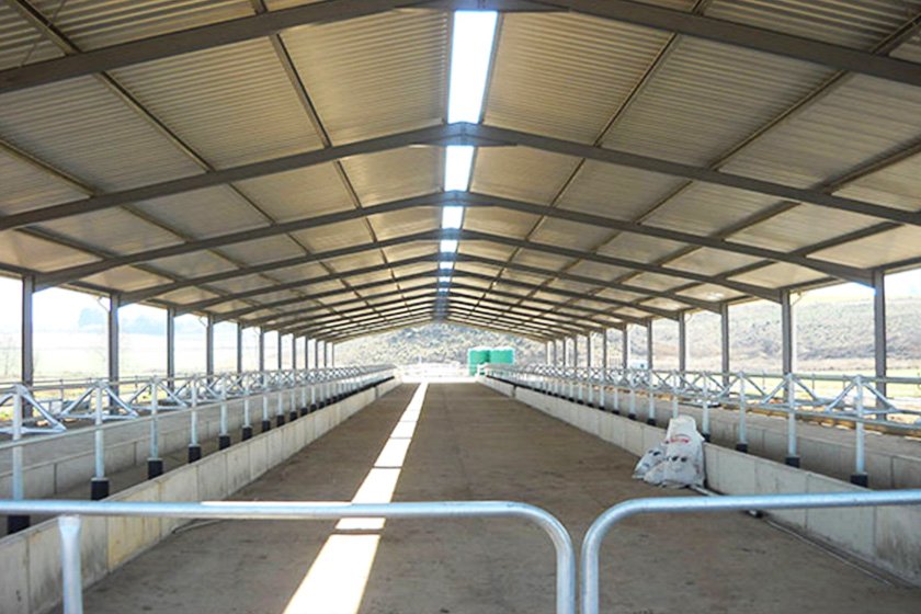 Steel structure cowshed