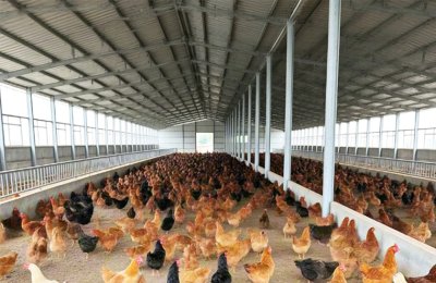 Steel structure poultry farm