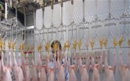 Poultry Processing Equipment Market Set to Grow