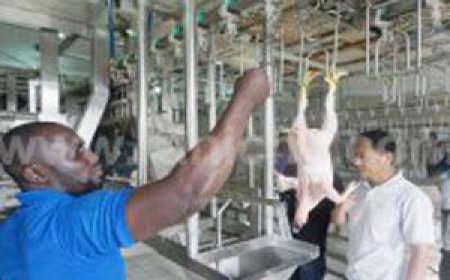 Installation of 300BPH Chicken Slaughtering Line Finished in Nigeria