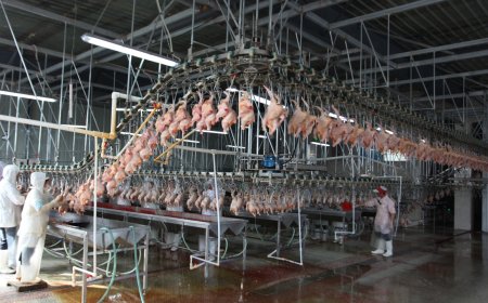 Raniche Poultry Slaughter Line Main Steps