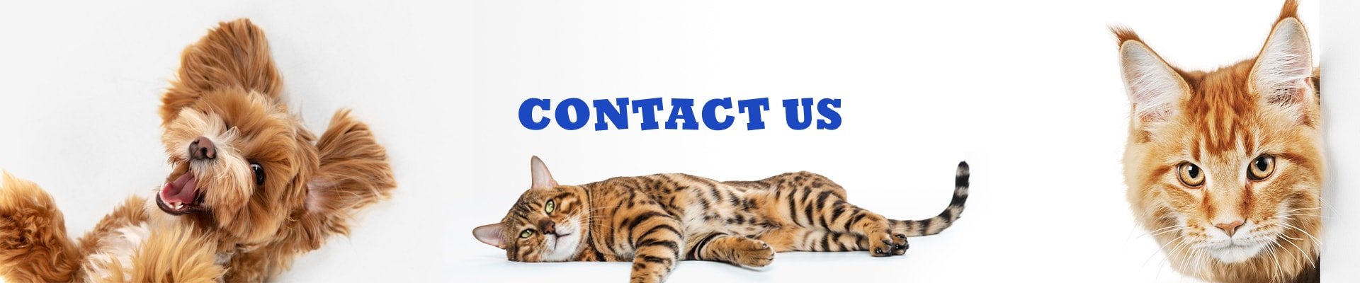 contact-banner