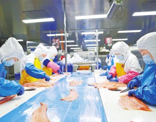 Fish Primary Processing